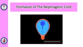 Formation of The Nephrogenic Cord
 
