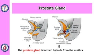 The prostate gland is formed by buds from the urethra
Prostate Gland
 