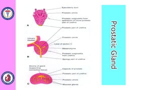 ProstaticGland
 