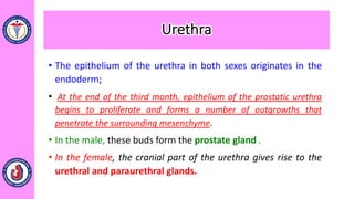 • The epithelium of the urethra in both sexes originates in the
endoderm;
• At the end of the third month, epithelium of the prostatic urethra
begins to proliferate and forms a number of outgrowths that
penetrate the surrounding mesenchyme.
• In the male, these buds form the prostate gland .
• In the female, the cranial part of the urethra gives rise to the
urethral and paraurethral glands.
Urethra
 