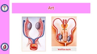Wolffian ducts
Art
 