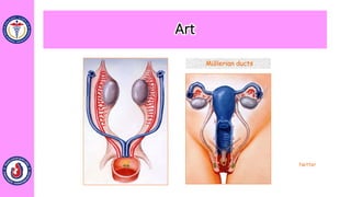 Netter
Müllerian ducts
Art
 