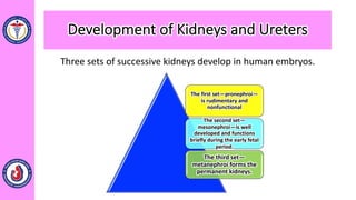 Development of Kidneys and Ureters
Three sets of successive kidneys develop in human embryos.
The first set—pronephroi—
is rudimentary and
nonfunctional
The second set—
mesonephroi—is well
developed and functions
briefly during the early fetal
period.
The third set—
metanephroi forms the
permanent kidneys.
 
