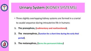 • Three slightly overlapping kidney systems are formed in a cranial
to caudal sequence during intrauterine life in humans:
1. The pronephros, (rudimentary and nonfunctional).
2. The mesonephros, (function for a short time during the early fetal
period).
3. The metanephros, (forms the permanent kidney)
Urinary System (KIDNEY SYSTEMS)
 