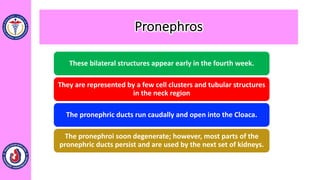 Pronephros
These bilateral structures appear early in the fourth week.
They are represented by a few cell clusters and tubular structures
in the neck region
The pronephric ducts run caudally and open into the Cloaca.
The pronephroi soon degenerate; however, most parts of the
pronephric ducts persist and are used by the next set of kidneys.
 