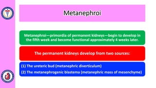 Metanephroi
Metanephroi—primordia of permanent kidneys—begin to develop in
the fifth week and become functional approximately 4 weeks later.
The permanent kidneys develop from two sources:
(1) The ureteric bud (metanephric diverticulum)
(2) The metanephrogenic blastema (metanephric mass of mesenchyme)
 