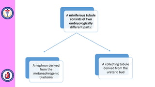 A uriniferous tubule
consists of two
embryologically
different parts:
A nephron derived
from the
metanephrogenic
blastema
A collecting tubule
derived from the
ureteric bud
 