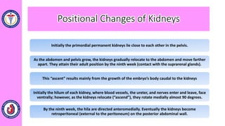Initially the primordial permanent kidneys lie close to each other in the pelvis.
As the abdomen and pelvis grow, the kidneys gradually relocate to the abdomen and move farther
apart. They attain their adult position by the ninth week (contact with the suprarenal glands).
This “ascent” results mainly from the growth of the embryo’s body caudal to the kidneys
Initially the hilum of each kidney, where blood vessels, the ureter, and nerves enter and leave, face
ventrally; however, as the kidneys relocate (“ascend”), they rotate medially almost 90 degrees.
By the ninth week, the hila are directed anteromedially. Eventually the kidneys become
retroperitoneal (external to the peritoneum) on the posterior abdominal wall.
Positional Changes of Kidneys
 