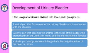 Development of Urinary Bladder
• The urogenital sinus is divided into three parts (imaginary):
A vesical part that forms most of the urinary bladder and is continuous
with the allantois.
A pelvic part that becomes the urethra in the neck of the bladder, the
prostatic part of the urethra in males, and the entire urethra in females
A phallic part that grows toward the genital tubercle (primordium of
the penis or clitoris
 