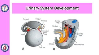 Urinary System Development
 