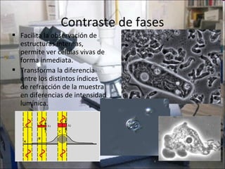 Contraste de fases
 Facilita la observación de
  estructuras internas,
  permite ver células vivas de
  forma inmediata.
 Transforma la diferencia
  entre los distintos índices
  de refracción de la muestra
  en diferencias de intensidad
  lumínica.
 