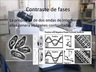 Contraste de fases
La propiedad de dos ondas de interferir entre
ellas genera imágenes contrastadas.
 