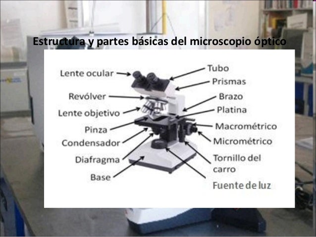 Uso basico del microscopio optico