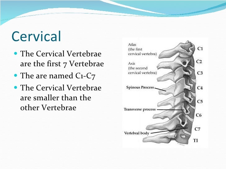 III Sem - Week 1 - The Spine