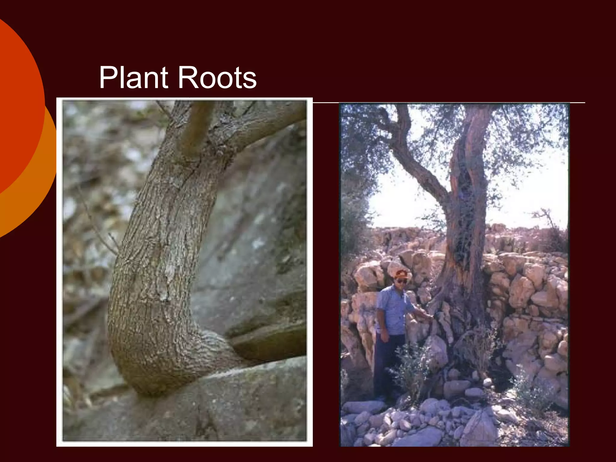 Plant Roots
