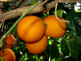Oranges in a tree
 