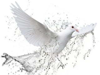 Dove with water
 