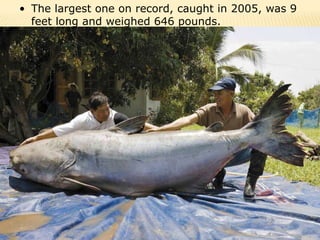 • The largest one on record, caught in 2005, was 9
  feet long and weighed 646 pounds.
 