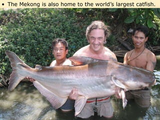 • The Mekong is also home to the world’s largest catfish.
 