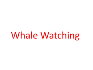 Whale Watching
 