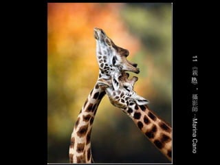 《
     親
     》
     ，
     攝
     影
     師
     ：




11       Marina Cano
     热
 