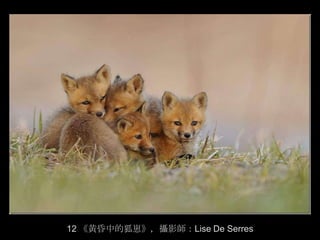 12 《黄昏中的狐崽》，攝影師：Lise De Serres
 