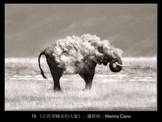 15 《正在穿睡衣的大象》，攝影師：Marina Cano
 