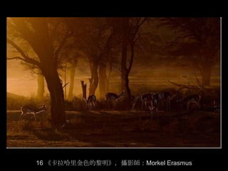 16 《卡拉哈里金色的黎明》，攝影師：Morkel Erasmus
 