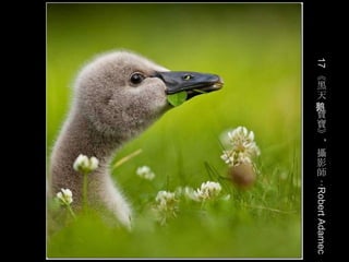 《
     黑
     天
     寶
     寶
     》
     ，
     攝
     影
     師
     ：




17       Robert Adamec
     鹅
 