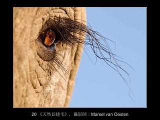 20 《天然長睫毛》，攝影師：Marsel van Oosten
 