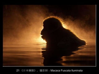 21 《日本彌猴》，攝影師：Macaca Fuscata Iluminata
 