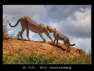 22 《母愛》，攝影師：Amnon Eichelberg
 