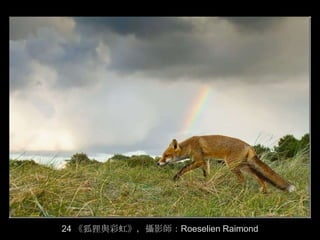 24 《狐狸與彩虹》，攝影師：Roeselien Raimond
 