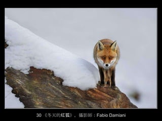 30 《冬天的红狐》，攝影師：Fabio Damiani
 