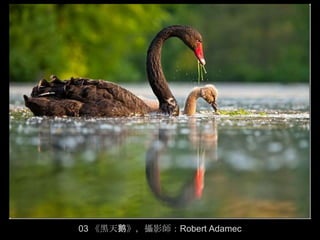 03 《黑天鹅》，攝影師：Robert Adamec
 
