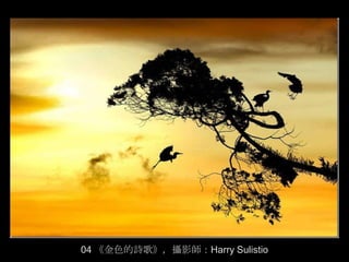 04 《金色的詩歌》，攝影師：Harry Sulistio
 