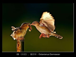 08 《母愛》，攝影師：Octavianus Darmawan
 