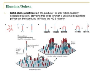 Illumina/Solexa
1.

Solid-phase amplification can produce 100-200 million spatially
separated clusters, providing free ends to which a universal sequencing
primer can be hybridized to initiate the NGS reaction

 