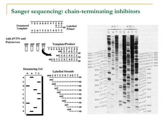 Sanger sequencing: chain-terminating inhibitors

 