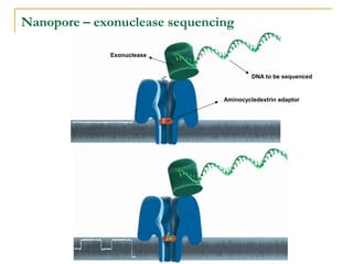 Nanopore – exonuclease sequencing
Exonuclease

DNA to be sequenced

Aminocycledextrin adaptor

 