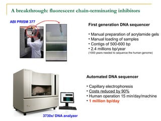 A breakthrough: fluorescent chain-terminating inhibitors
ABI PRISM 377

First generation DNA sequencer
• Manual preparation of acrylamide gels
• Manual loading of samples
• Contigs of 500-600 bp
• 2.4 millions bp/year
(1000 years needed to sequence the human genome)

Automated DNA sequencer
• Capillary electrophoresis
• Costs reduced by 90%
• Human operation 15 min/day/machine
• 1 million bp/day

3730x/ DNA analyzer

 