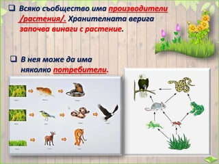  Всяко съобщество има производители
/растения/. Хранителната верига
започва винаги с растение.
 В нея може да има
няколко потребители.
 