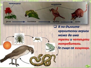  В по-дългите
хранителни вериги
може да има
трети и четвърти
потребители.
Те също са хищници.
 