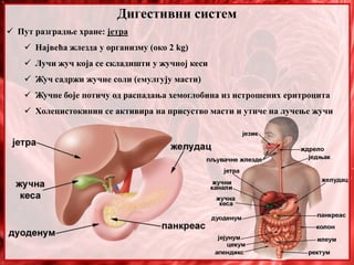 Дигестивни систем
 Пут разградње хране: јетра
 Највећа жлезда у организму (око 2 kg)
 Лучи жуч која се складишти у жучној кеси
 Жуч садржи жучне соли (емулгују масти)
 Жучне боје потичу од распадања хемоглобина из истрошених еритроцита
 Холецистокинин се активира на присуство масти и утиче на лучење жучи
 