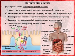 Дигестивни систем
 Пут разградње хране: танко црево (јејунум и илеум)
 Масти су потпуно разграђене до масних киселина већ у дуоденуму
 Дипептиди и дисахариди се варе у јејунуму и илеуму (епителијалне ћелије)
 Цревне ресице и набори вишеструко повећавају апсорпциону површину
 Капилари у ресицама апсорбују аминокиселине и моносахариде
 Масне киселине прво улазе у лимфне судове
 