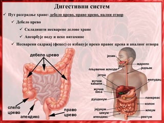Дигестивни систем
 Пут разградње хране: дебело црево, право црево, нални отвор
 Дебело црево
 Складишти несварене делове хране
 Апсорбује воду и неке витамине
 Несварени садржај (фецес) се избацује преко правог црева и аналног отвора
 
