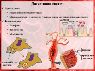Дигестивни систем
 Варење хране
 Механичка и хемијска обрада
 Макромолекули → мономери (глукоза, масне киселине, аминокиселине)
 Типови варења:
 Ћелијско
 Ванћелијско
 Мембранско
 