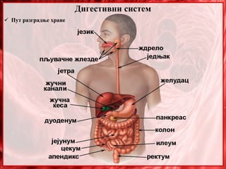 Дигестивни систем
 Пут разградње хране
 