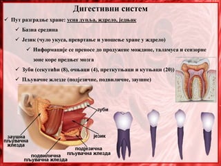 Дигестивни систем
 Пут разградње хране: усна дупља, ждрело, једњак
 Базна средина
 Језик (чуло укуса, превртање и уношење хране у ждрело)
 Информације се преносе до продужене мождине, таламуса и сензорне
зоне коре предњег мозга
 Зуби (секутићи (8), очњаци (4), преткутњаци и кутњаци (20))
 Пљувачне жлезде (подјезичне, подвиличне, заушне)
 