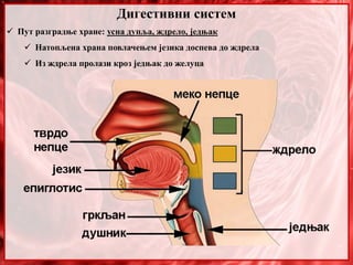 30. Sistem organa za varenje, anatomija i fiziologija | PPT